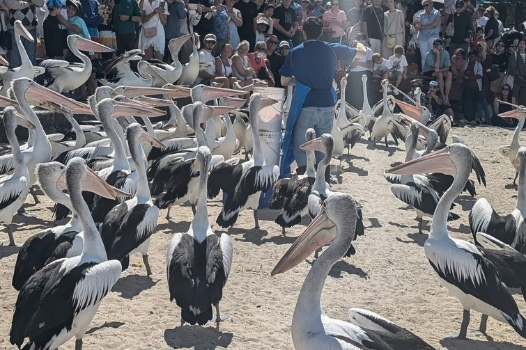 gold coast pelican feedings
